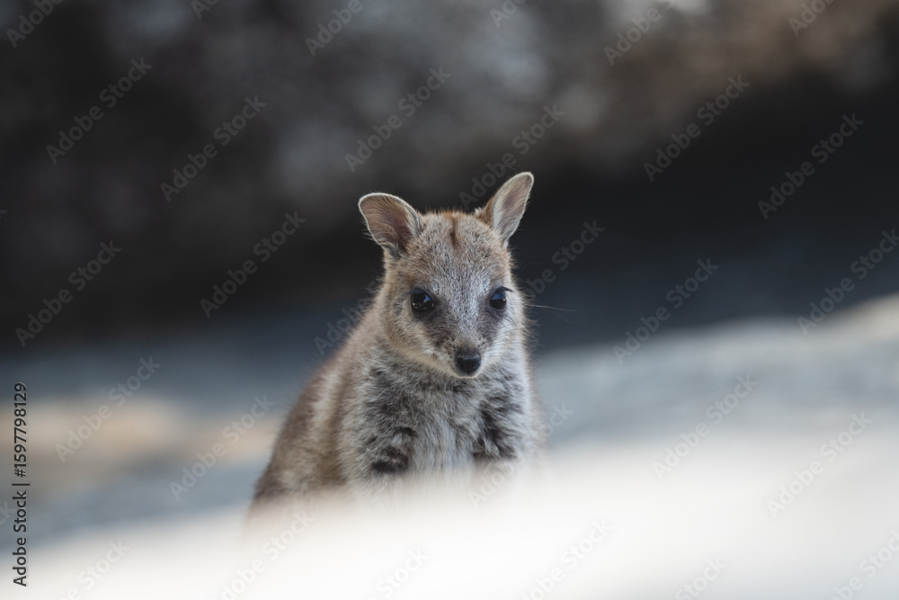 Naklejka premium Portrait of a Young Mareeba Rock-Wallaby – Atherton Tablelands, QueenslandThis portrait captures a baby Mareeba rock-wallaby (Petrogale mareeba) in the heart of the Atherton Tablelands, FNQ