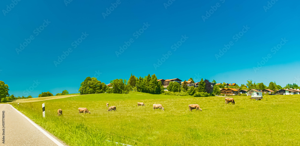 Naklejka premium Alpine summer view with cows near Pfronten, Ostallgaeu, Bavaria, Germany