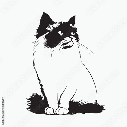 black and white cat