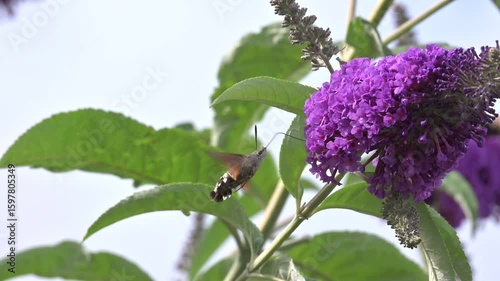 Hummingbird Hawk-Moth (Macroglossum stellatarum) feeding on Buddleia. July, Kent, UK [Slow motion x 10]