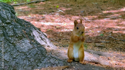 Cute Red Squirrel Standing on Forest Ground Near Tree in Daylight