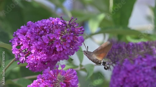Hummingbird Hawk-Moth (Macroglossum stellatarum) feeding on Buddleia. July, Kent, UK [Slow motion x 10]