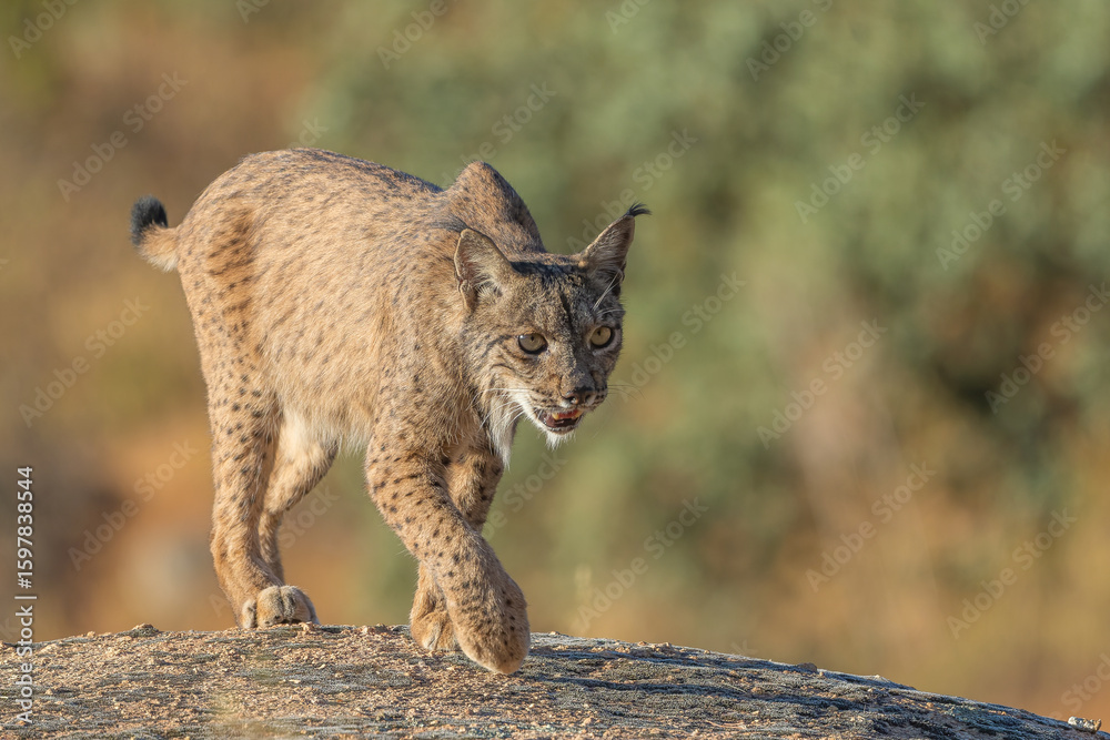Obraz premium Lince ibérico