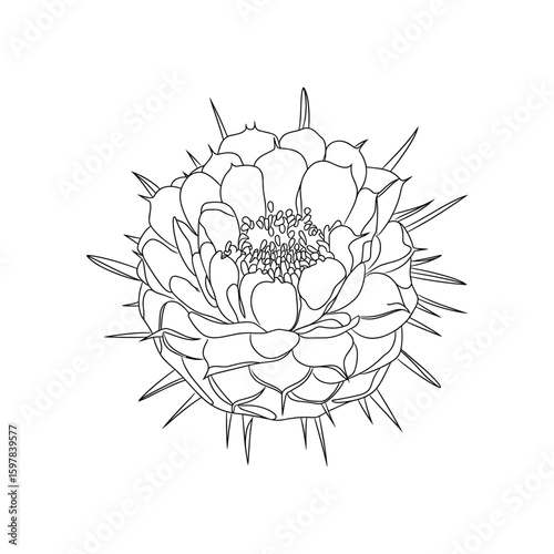 Spiky flower bloom with detailed petals and central stamen vector