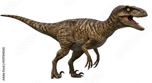 Realistic velociraptor dinosaur with brown stripes isolated on a white background