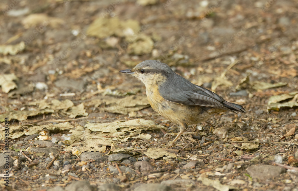 Fototapeta premium Nuthatch on the forest floor, nuthatch surrounded by foliage, nuthatch looking to the left, Sitta europaea, little orange grey bird