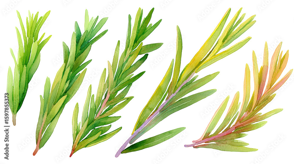 Obraz premium Rosemary Leaf Set Watercolor Illustration, Clear Background