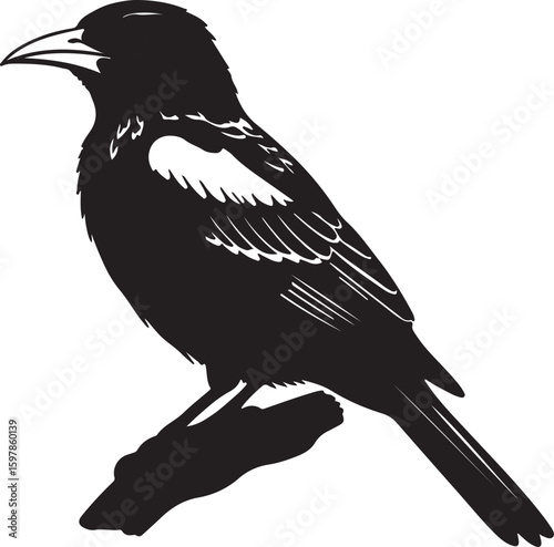 Black headed Oriole in silhouette full white baackground.