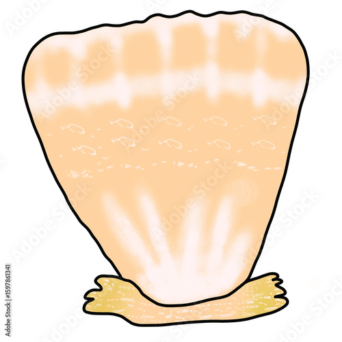 shell