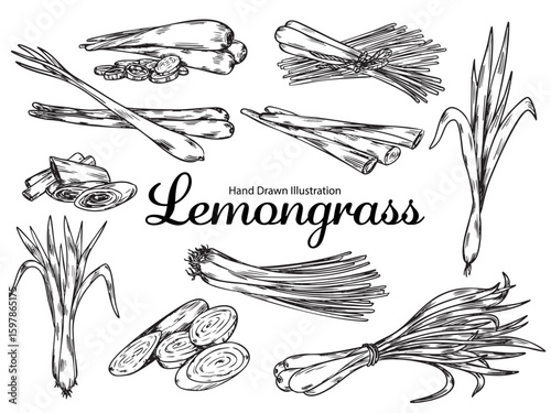 Set of hand drawn lemongrass outline drawing food illustration