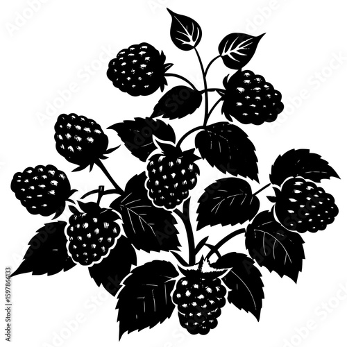 Blackberry  fruit vector illustration perfect for posters, icon, t-shirts, cards, wall art prints and ai design.