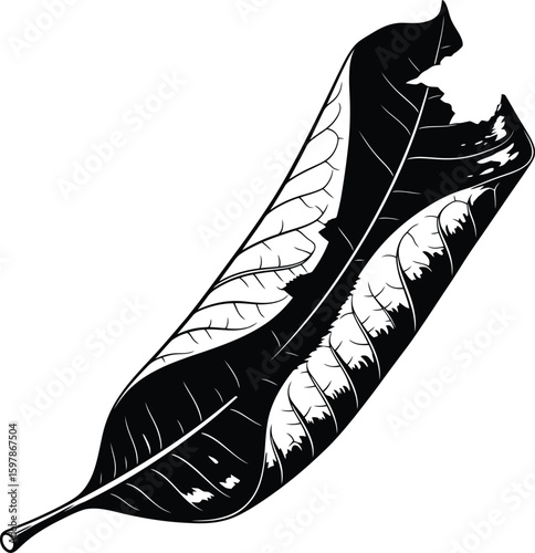 Dried Leaf Silhouette Vector. Crinkled Dried Leaf in Black and White