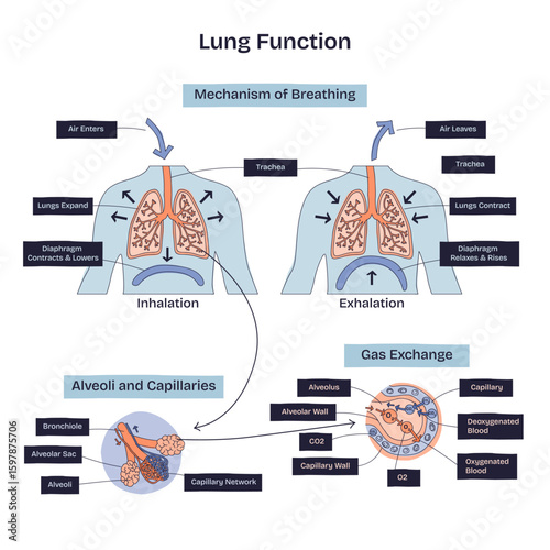 Lung function is illustrated with inhalation, exhalation, and gas exchange, highlighting lungs, alveoli, and capillaries. Doodle style diagram