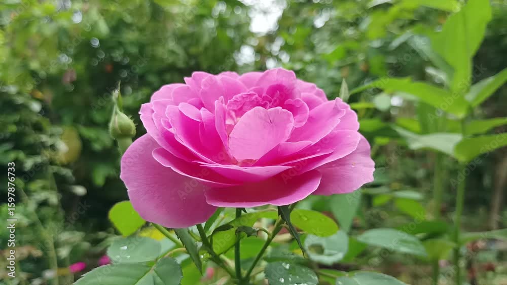 Stunning Pink Rose in Lush Garden Setting Stunning Pink Rose in Lush Garden Setting