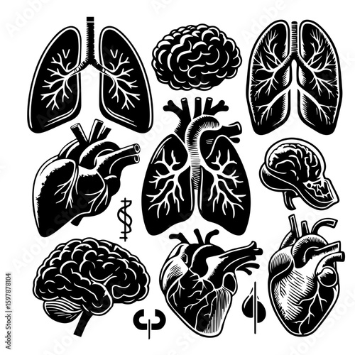 Collection of anatomical organ illustrations including lungs heart liver and brain icons in black color 100 characters