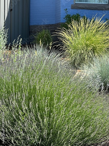 xeriscape garden landscape with ornamental grasses and flowering perennials, summer
