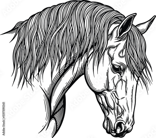 Elegant horse head portrait with detailed mane in black and white line art