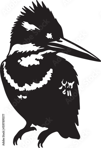  Pied Kingfisher in silhouette full white baackground.