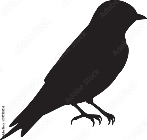 Red rumped Swallow in silhouette full white baackground.
