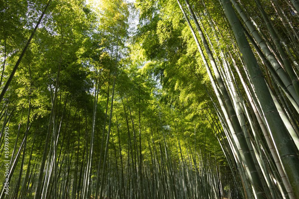Fototapeta premium Tall bamboo forest in the sun