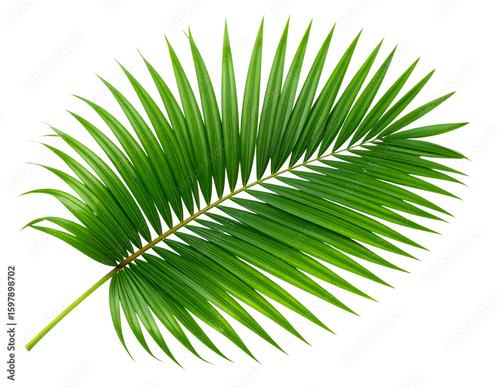 Fototapeta premium Curved Palm Leaf Arching Downward with Dew Drops, Side Angle View, Isolated on Transparent Background.