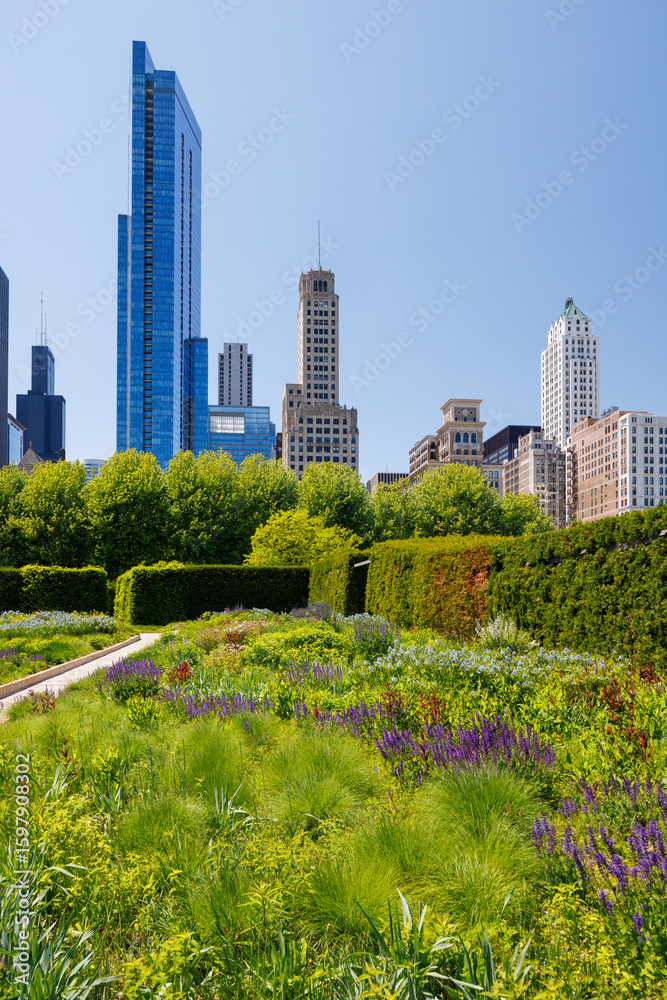Obraz premium Sunny view of downtown Chicago with iconic skyscrapers rising above a lush green park