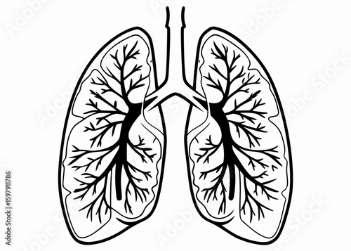 vector illustration of a lung 