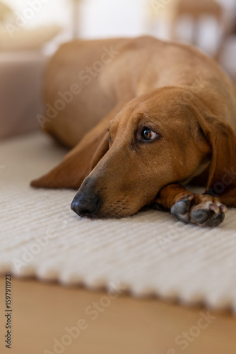 Segugio italiano scent hound lying on a light carpet 
