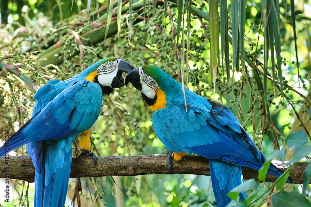 Obraz premium Bermuda