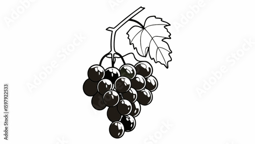 Illustration of black grapes with leaf vector drawing for fruit and food related design and decoration