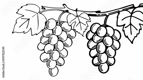 Grape vine drawing illustration of grapes with leaves for coloring page and educational resources design use