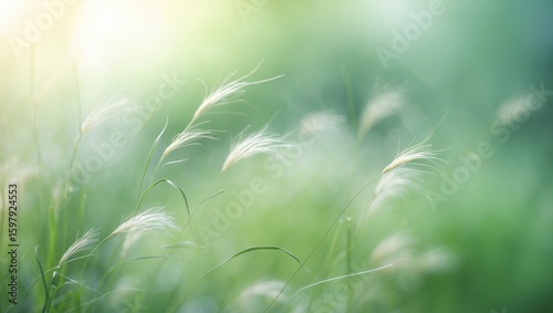 Soft focus of green grass with sunlight, natural scenery, blurred background, peaceful and calm, close-up view.