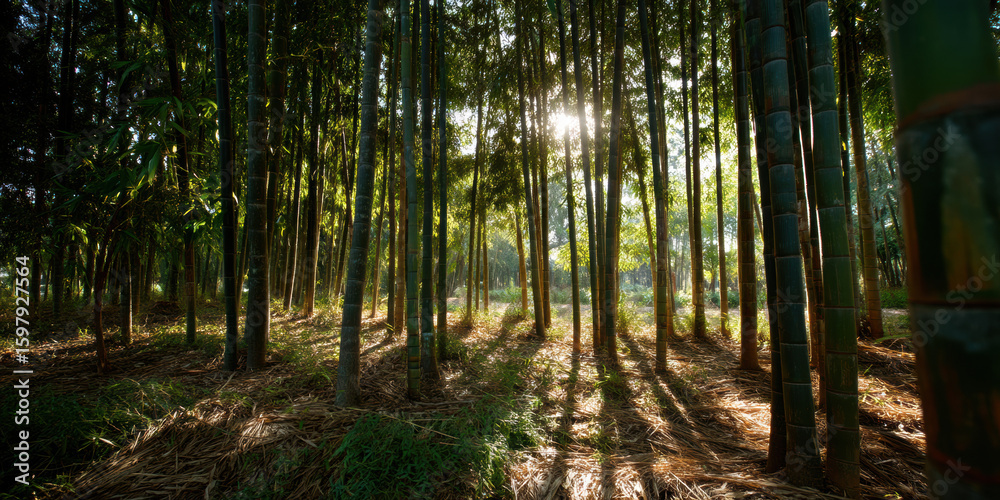 Obraz premium Bamboo forest with sunlight filtering through tall green stalks creating long shadows forest floor peaceful natural setting