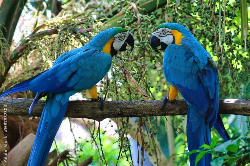 Obraz premium Bermuda