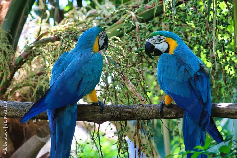 Obraz premium Bermuda