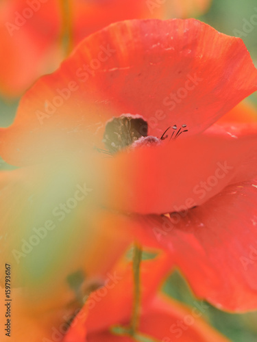 A close-up of a poppy flower, showing its vibrant colors.