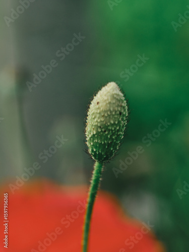 A close-up of a poppy flower, closed waiting to open and show its beauty