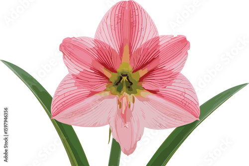 Stunning pink amaryllis flower with vibrant petals and green leaves, symbolizing beauty, pride, and festive cheer, perfect for floral and decorative designs.