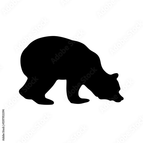 Black bear silhouette on plain background, walking slowly. Silhouette of a brown bear, walking and sniffing ground, showing its profile and body. Animal silhouette works well for design projects.