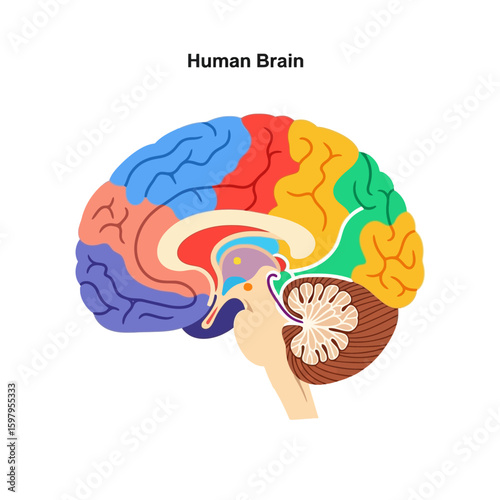 Colorful illustration of a human brain in sagittal section, showing different lobes and internal structures on a white background.