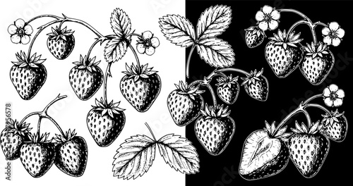 set of Strawberry sketch ink graphic illustration, draft silhouette drawing, black on white line art. Botanical vintage etching food design.
on white background