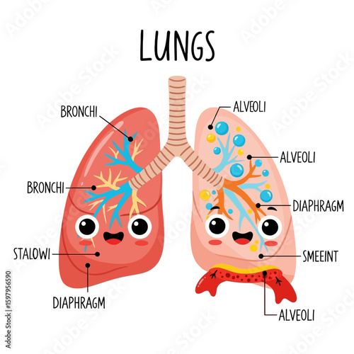 Anatomy Lesson: A captivating illustration showcasing the human lungs, emphasizing key components like bronchi, alveoli, and diaphragm, presenting an engaging educational resource