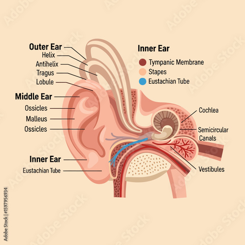 Human Ear Anatomy: An intricately detailed illustration reveals the complex structure of the human ear, showcasing its intricate parts