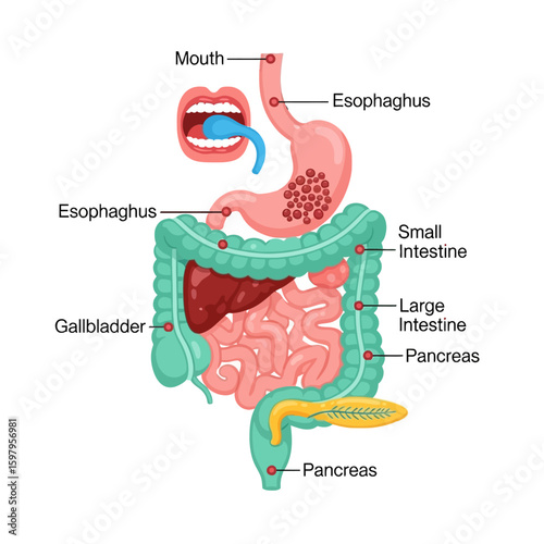 Human Digestive System: A detailed illustration of the human digestive system showcasing the intricate organs involved in processing food, from mouth to anus.