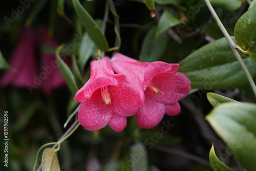 The Chilean wax bell (Lapageria rosea), also called Chilean bellflower, is the only plant species of the monotypic genus Lapageria from the family Philesiaceae, which belongs to the order Liliales. D