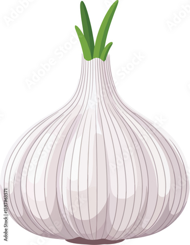 Single garlic bulb with green sprouts isolated on white background
