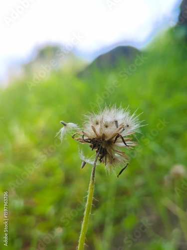 dandelion on a green background