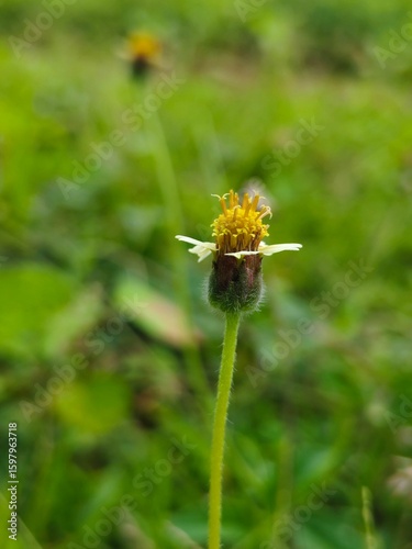 bee on a dandelion