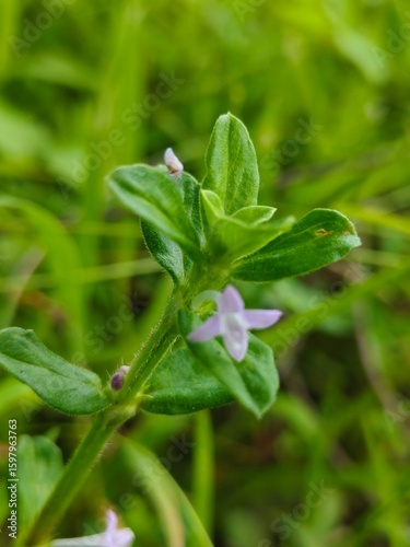 water drops on a leaf