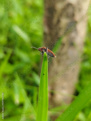 dragonfly on a leaf